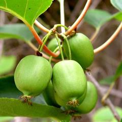کیوی سخت / هاردی کیوی